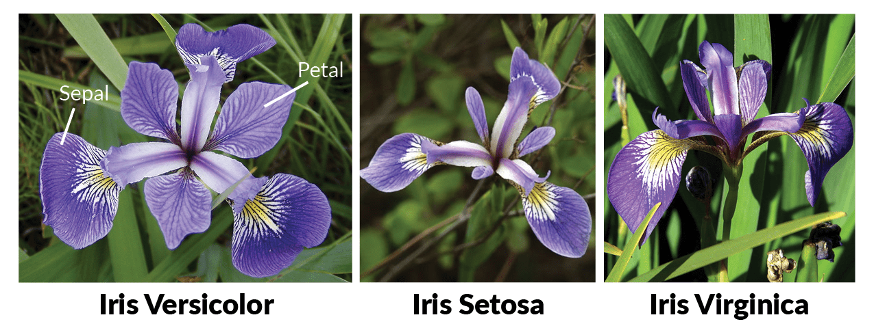Les iris de Fisher et Anderson.