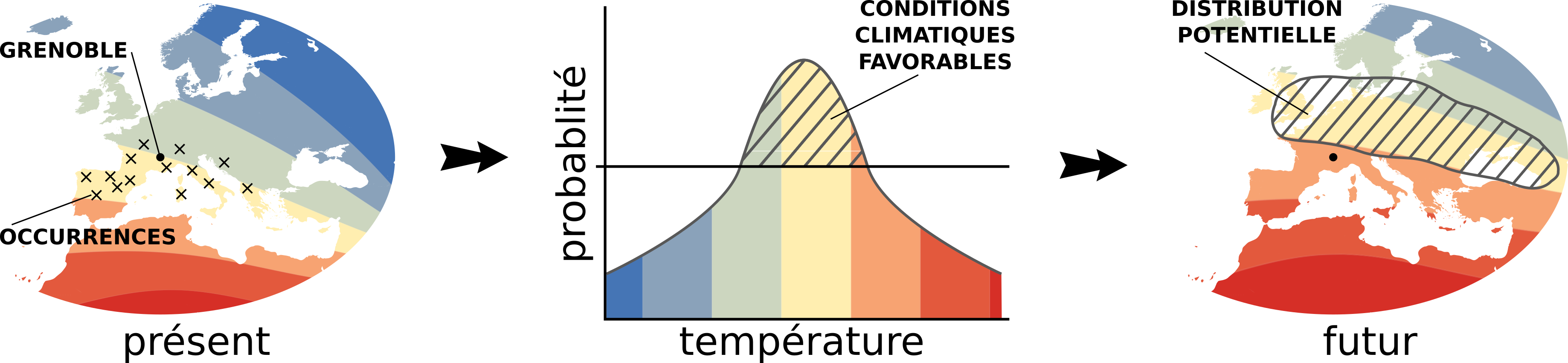 Figure conceptuelle présentant les 3 premières étapes de la modélisation. À gauche, les données contemporaines d'occurrences sont collectées et représentées géographiquement sur l'aire d'étude (Europe). Au milieu, la comparaison des occurrences avec les conditions climatiques contemporaines permet d'identifier les conditions climatiques favorables, c'est à dire la niche climatique. À droite, la niche climatique est projetée selon les conditions climatiques prédites selon différents scénarios jusqu'à l'horizon 2100. La quatrième étape (non représentée) est un raffinnement de cette projection à l'échelle de Grenoble Alpes Métropole, intégrant les différences locales de température de surface.